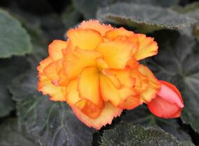 Begónie hlíznatá 'Illumination Golden Picotee' - Begonia tuberhybrida 'Illumination Golden Picotee'