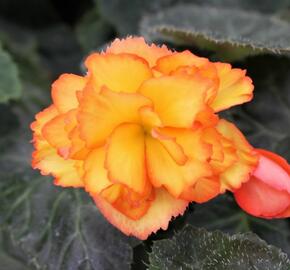 Begónie hlíznatá 'Illumination Golden Picotee' - Begonia tuberhybrida 'Illumination Golden Picotee'