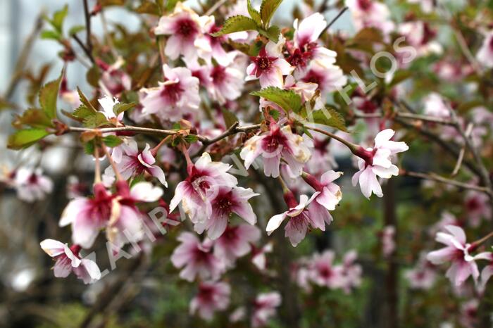Slivoň vyříznutá 'February Pink' - Prunus incisa 'February Pink'
