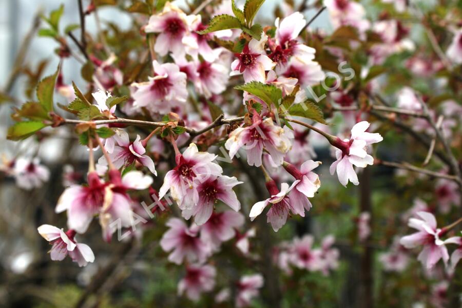 Slivoň vyříznutá 'February Pink' - Prunus incisa 'February Pink'