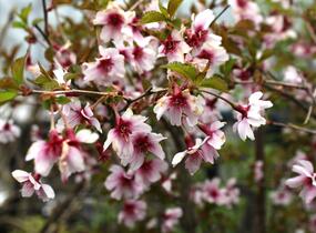 Slivoň vyříznutá 'February Pink' - Prunus incisa 'February Pink'