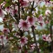 Slivoň vyříznutá 'February Pink' - Prunus incisa 'February Pink'