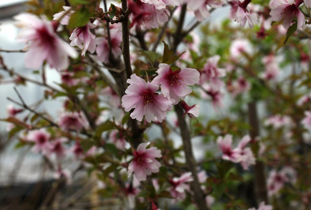 Slivoň vyříznutá 'February Pink' - Prunus incisa 'February Pink'