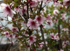 Slivoň vyříznutá 'February Pink' - Prunus incisa 'February Pink'