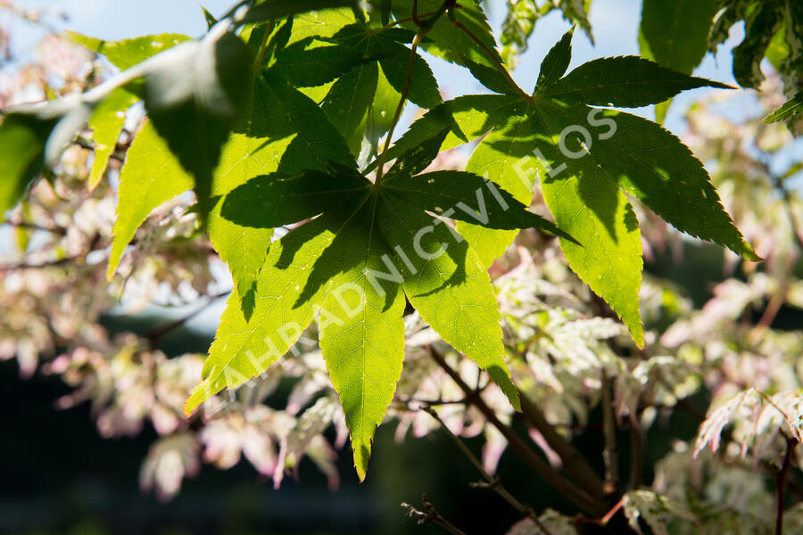 Javor dlanitolistý 'Ukigumo' - Acer palmatum 'Ukigumo'