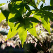 Javor dlanitolistý 'Ukigumo' - Acer palmatum 'Ukigumo'