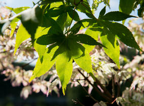 Javor dlanitolistý 'Ukigumo' - Acer palmatum 'Ukigumo'