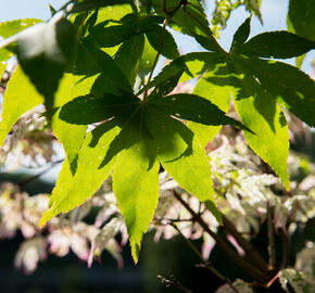 Javor dlanitolistý 'Ukigumo' - Acer palmatum 'Ukigumo'