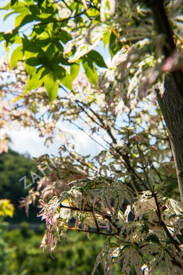 Javor dlanitolistý 'Ukigumo' - Acer palmatum 'Ukigumo'