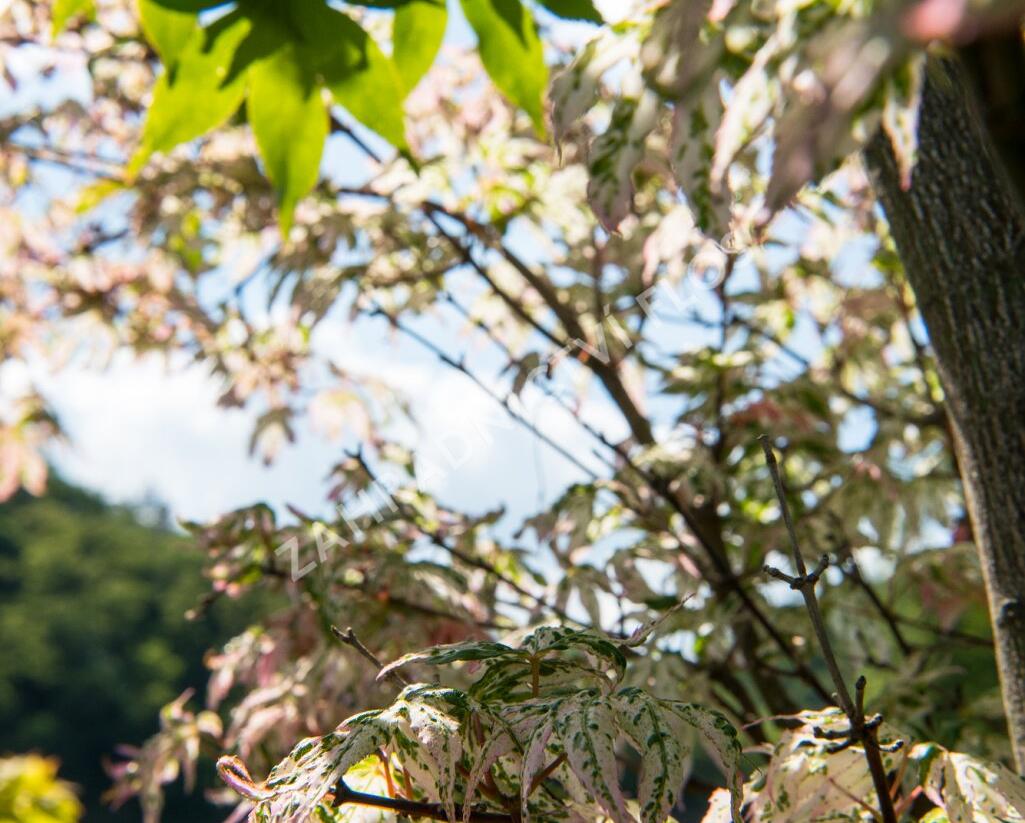 Javor dlanitolistý 'Ukigumo' - Acer palmatum 'Ukigumo'