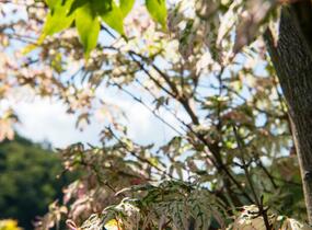 Javor dlanitolistý 'Ukigumo' - Acer palmatum 'Ukigumo'