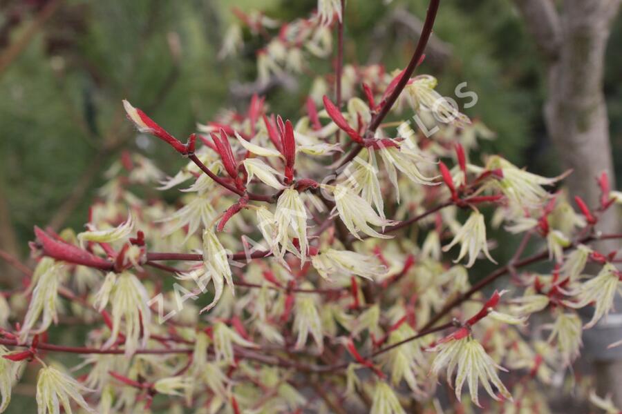 Javor dlanitolistý 'Ukigumo' - Acer palmatum 'Ukigumo'