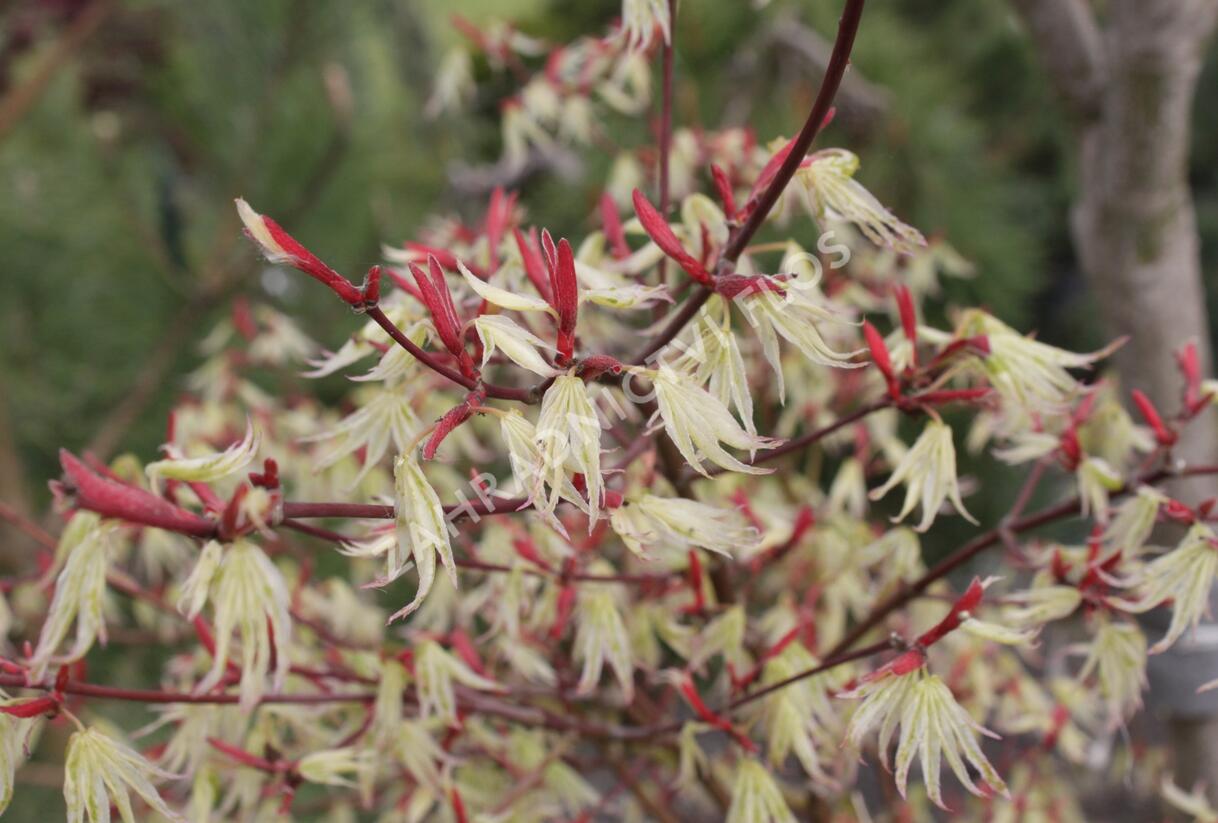 Javor dlanitolistý 'Ukigumo' - Acer palmatum 'Ukigumo'