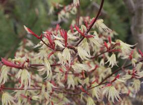 Javor dlanitolistý 'Ukigumo' - Acer palmatum 'Ukigumo'