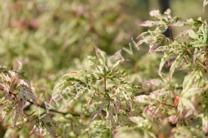 Javor dlanitolistý 'Ukigumo' - Acer palmatum 'Ukigumo'