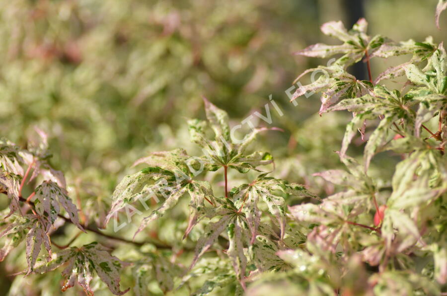Javor dlanitolistý 'Ukigumo' - Acer palmatum 'Ukigumo'
