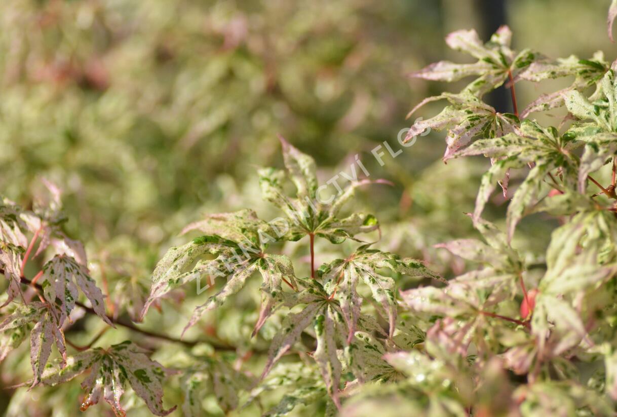 Javor dlanitolistý 'Ukigumo' - Acer palmatum 'Ukigumo'