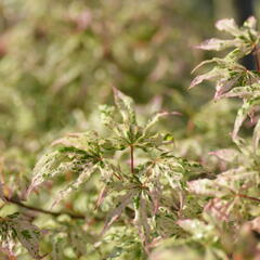 Javor dlanitolistý 'Ukigumo' - Acer palmatum 'Ukigumo'