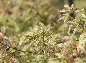 Javor dlanitolistý 'Ukigumo' - Acer palmatum 'Ukigumo'