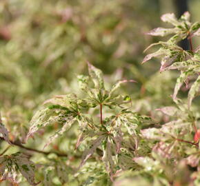 Javor dlanitolistý 'Ukigumo' - Acer palmatum 'Ukigumo'