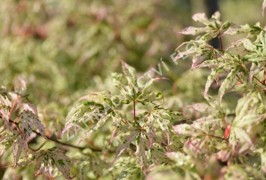 Javor dlanitolistý 'Ukigumo' - Acer palmatum 'Ukigumo'