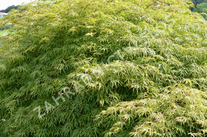 Javor dlanitolistý 'Dissectum Viridis' - Acer palmatum 'Dissectum Viridis'