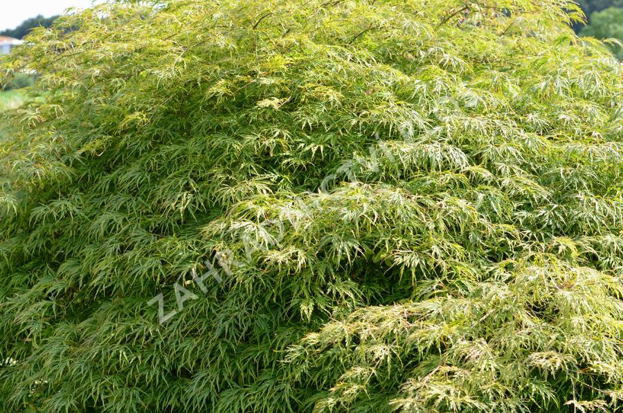 Javor dlanitolistý 'Dissectum Viridis' - Acer palmatum 'Dissectum Viridis'