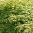 Javor dlanitolistý 'Dissectum Viridis' - Acer palmatum 'Dissectum Viridis'