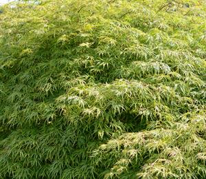 Javor dlanitolistý 'Dissectum Viridis' - Acer palmatum 'Dissectum Viridis'