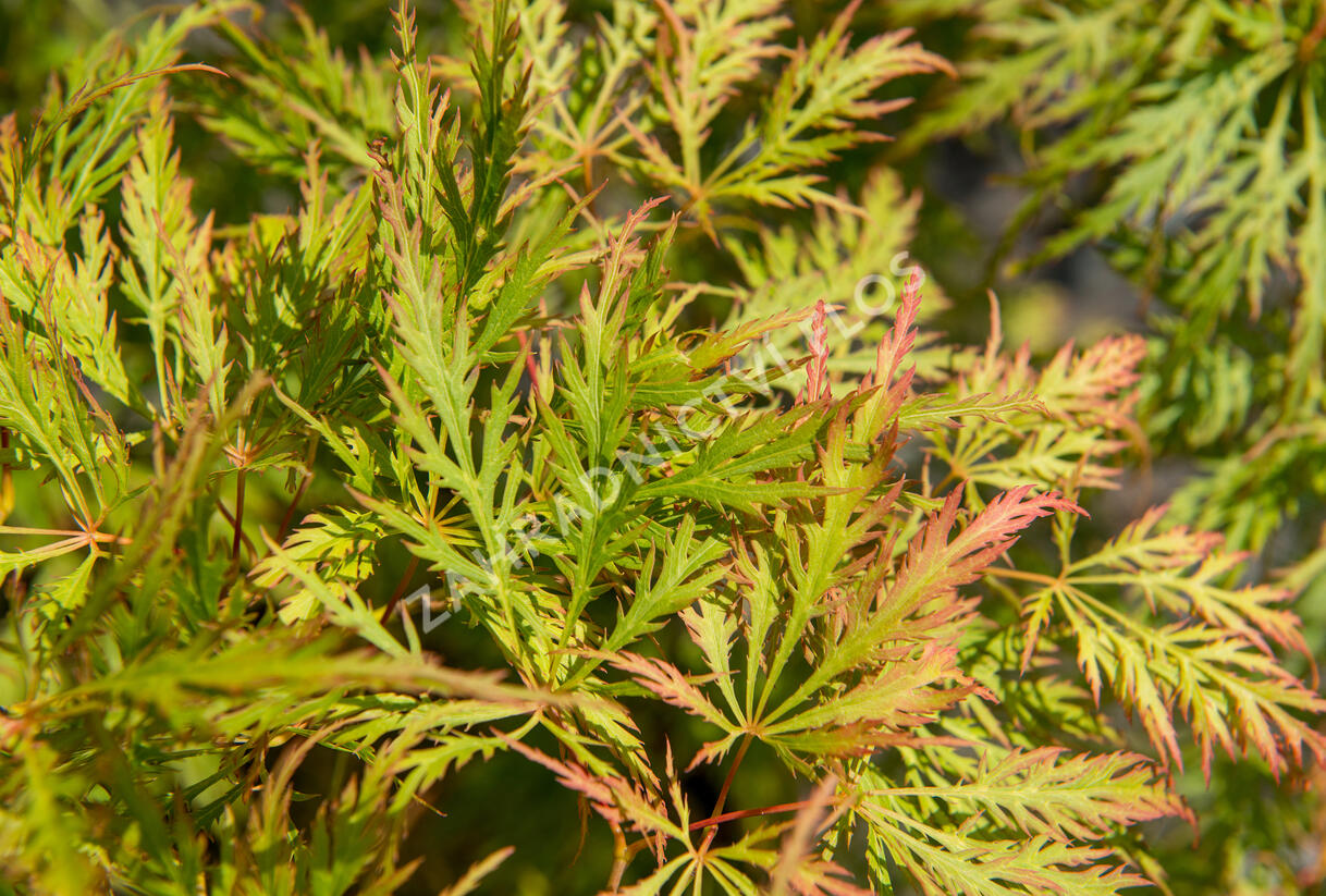 Javor dlanitolistý 'Dissectum Viridis' - Acer palmatum 'Dissectum Viridis'