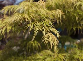 Javor dlanitolistý 'Dissectum Viridis' - Acer palmatum 'Dissectum Viridis'