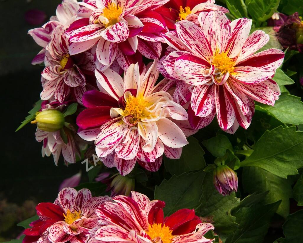 Jiřina 'Dahlietta Surprise Paula' - Dahlia 'Dahlietta Surprise Paula'