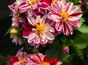 Jiřina 'Dahlietta Surprise Paula' - Dahlia 'Dahlietta Surprise Paula'