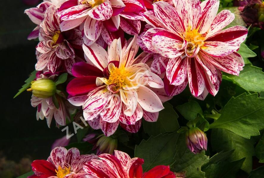 Jiřina 'Dahlietta Surprise Paula' - Dahlia 'Dahlietta Surprise Paula'