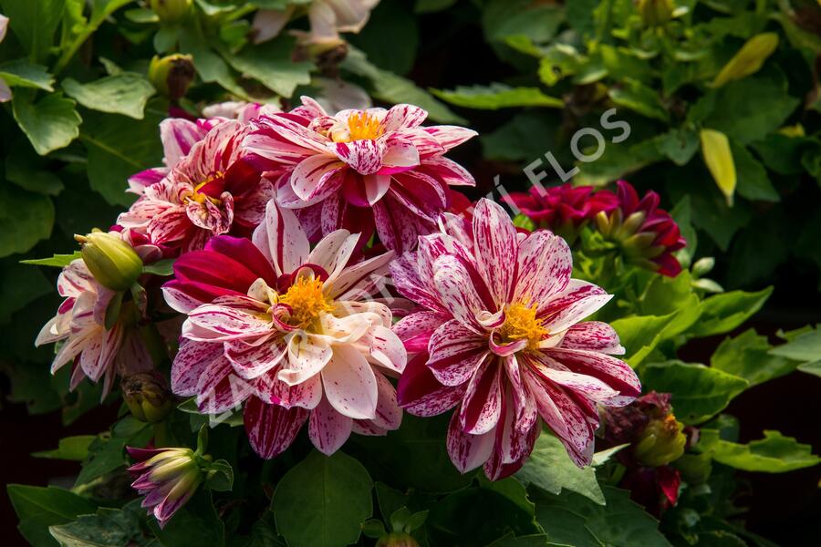 Jiřina 'Dahlietta Surprise Paula' - Dahlia 'Dahlietta Surprise Paula'