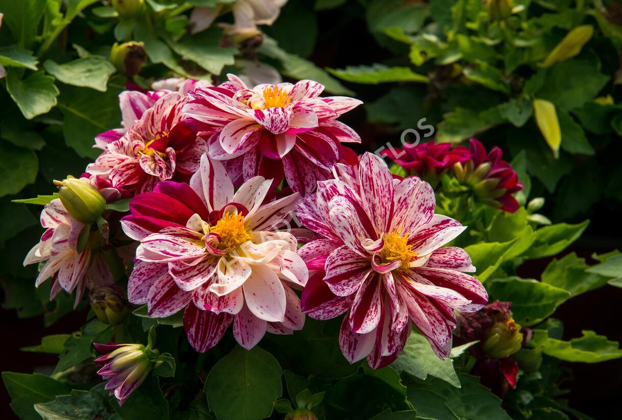Jiřina 'Dahlietta Surprise Paula' - Dahlia 'Dahlietta Surprise Paula'