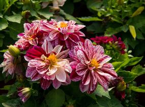 Jiřina 'Dahlietta Surprise Paula' - Dahlia 'Dahlietta Surprise Paula'