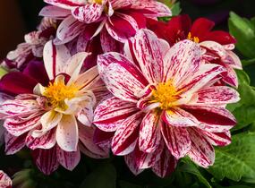 Jiřina 'Dahlietta Surprise Paula' - Dahlia 'Dahlietta Surprise Paula'