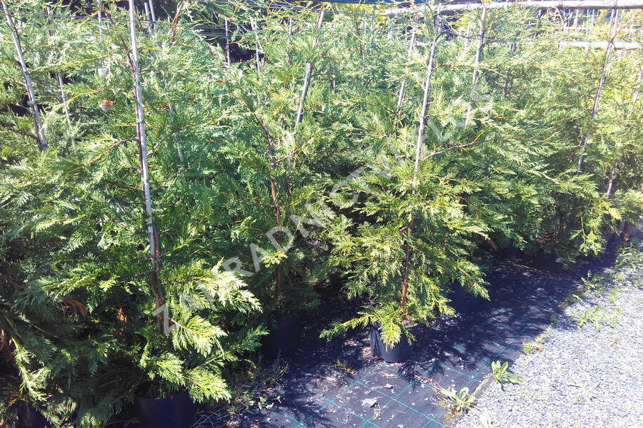 Cypřišovec Leylandův - Cupressocyparis leylandii