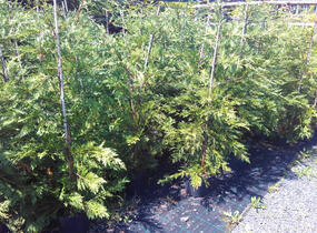 Cypřišovec Leylandův - Cupressocyparis leylandii