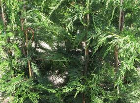 Cypřišovec Leylandův - Cupressocyparis leylandii