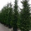 Cypřišovec Leylandův - Cupressocyparis leylandii