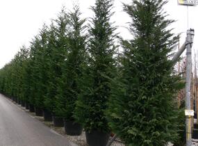 Cypřišovec Leylandův - Cupressocyparis leylandii