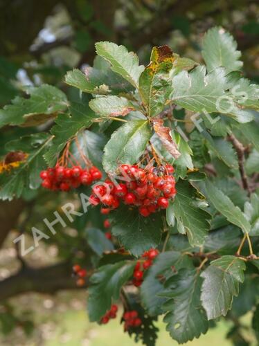 Jeřáb prostřední - Sorbus intermedia