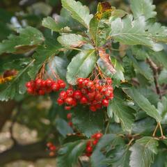 Jeřáb prostřední - Sorbus intermedia