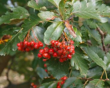 Jeřáb prostřední