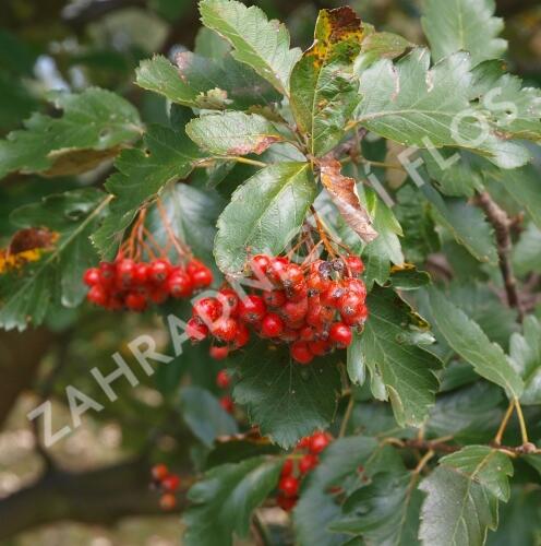 Jeřáb prostřední - Sorbus intermedia