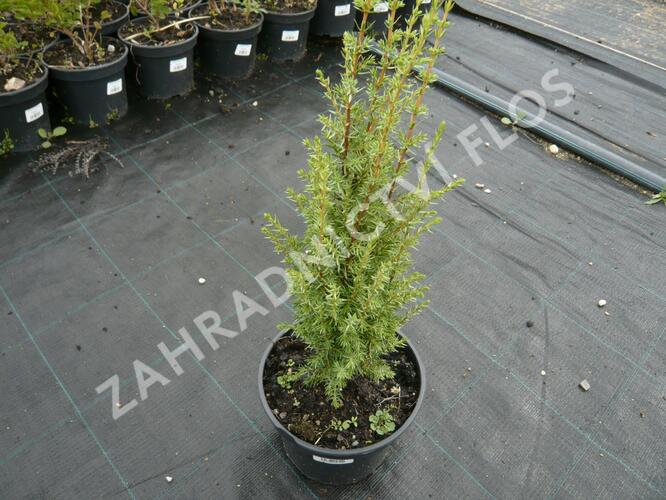 Jalovec obecný 'Arnold' - Juniperus communis 'Arnold'