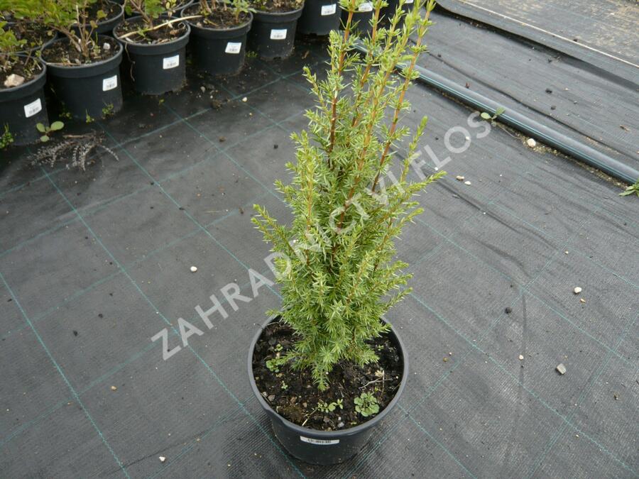 Jalovec obecný 'Arnold' - Juniperus communis 'Arnold'