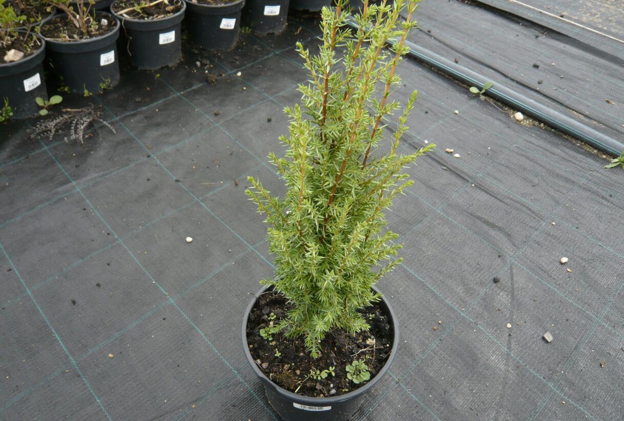 Jalovec obecný 'Arnold' - Juniperus communis 'Arnold'